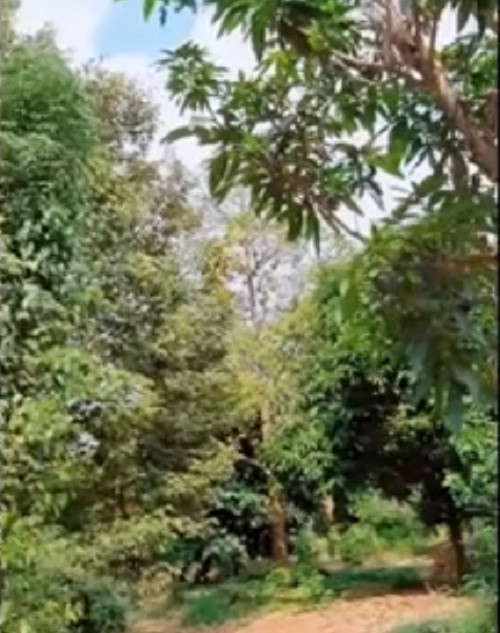 Đặc biệt nhất là gần 100 gốc sầu riêng có tuổi đời 20 năm.