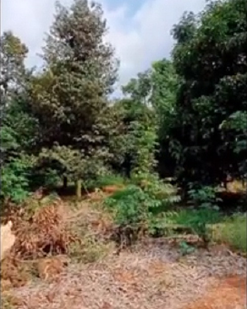 Trong vườn có hàng trăm cây sầu riêng, măng cụt...