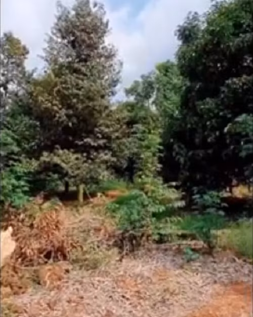 Trong vườn có hàng trăm cây sầu riêng, măng cụt...