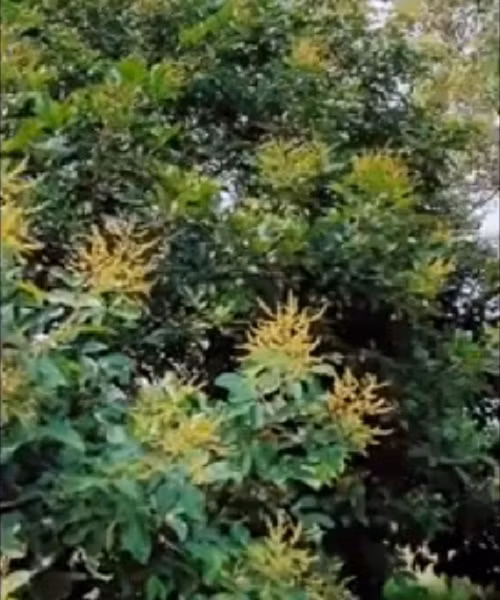 Khu vườn của Lý Nhã Kỳ trồng nhiều loại như sầu riêng, măng cụt, chôm chôm thái, bơ, mít...