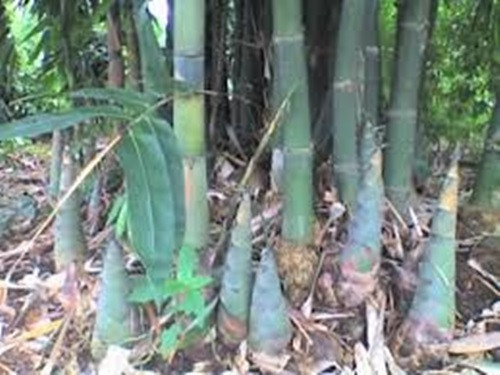 Tương tự, ông Mai Văn Dũng (ấp Gò Cát, xã Phước Thuận, huyện Xuyên Mộc) cũng có thu nhập khá từ mô hình trồng tre Tứ Quý lấy măng. Mỗi ngày, gia đình ông Dũng thu nhập trung bình 1 triệu đồng từ măng. Ảnh: Đaidoanket.