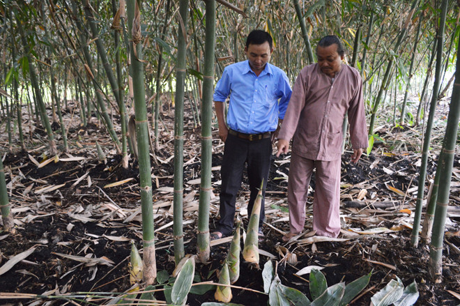 Tại An Giang, ông Nguyễn Văn Tường (xã Phú Bình, huyện Phú Tân) cho biết chỉ trồng tre thôi nhưng gia đình ông cũng có gần 1 triệu đồng mỗi ngày. Ảnh: Baoangiang.