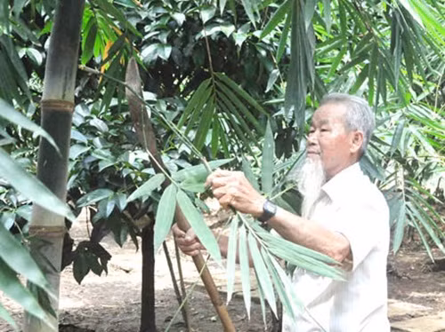 Theo ông Lầu A Lộc (ngụ ấp Nguyễn Thái Học, xã Bàu Hàm 2), trồng tre lấy măng là cách kiếm tiền theo kiểu “làm chơi, ăn thật” vì công sức bỏ ra không nhiều, nhưng lại cho nguồn thu khá. Ảnh: Baodongnai.