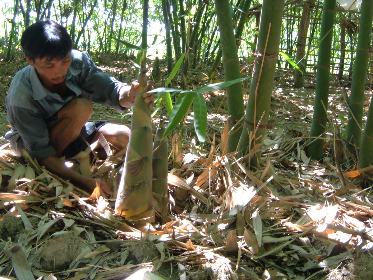 Đến mùa thu hoạch, thương lái tự đến chào giá, cắt măng cân trực tiếp hoặc bán trắng theo vườn. Tính ra, mỗi hécta tre lấy măng người trồng có thể bỏ túi 200 triệu đồng. Ảnh: Nongsan.