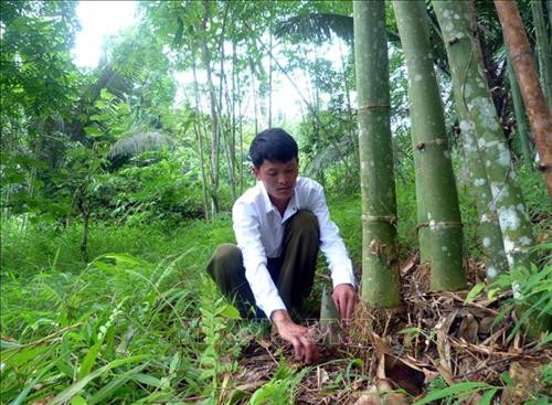 Dễ trồng, dễ chăm sóc là ưu điểm của cây tre Bát Độ. Chỉ cần trồng một lần là từ đó tre tự phát triển. Hầu hết măng của các gia đình trong thôn Nà Lạthu hoạch đến đâu có thương lái trong và ngoài tỉnh về thu mua đến đó. Ảnh: TTXVN.