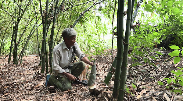 Ông Nguyễn Duy Quang (ở thôn Sơn Thuận, xã Xuân Sơn, huyện Châu Đức) trồng tới 630 gốc tre lấy măng. Trung bình mỗi ngày ông Quang thu 50kg măng. với giá bán dao động từ 15.000-35.000 đồng/kg, măng tre mang về khoảng 300 triệu đồng/năm cho gia đình. Ảnh: Báo Bà Rịa-Vũng Tàu.
