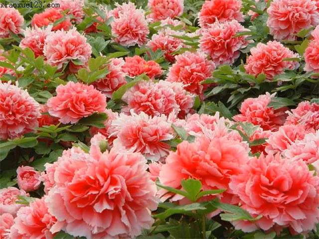 Trong dịp Tết Nguyên đán, các gia đình ở Hong Kong và Macau thường dùng hoa mẫu đơn để trang trí nhà. Họ coi mẫu đơn là “loài hoa của sự giàu có, may mắn”. Ảnh: Internet.