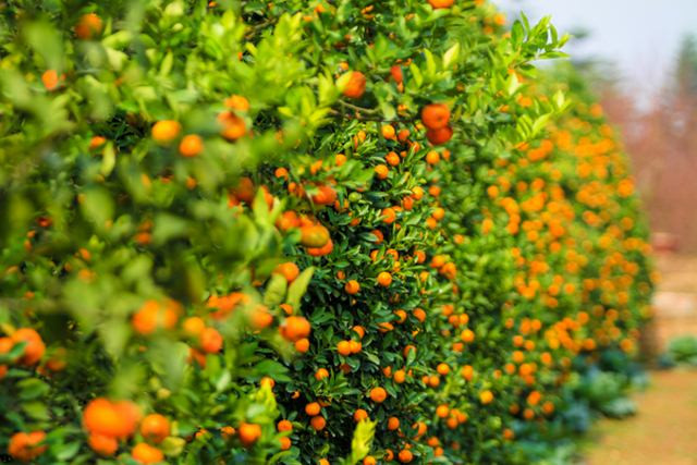 Trong khi đó, người dân Quảng Đông hay Quảng Tây (Trung Quốc) lại chuộng trang trí nhà ngày tết với cây quất. Ảnh: Internet.