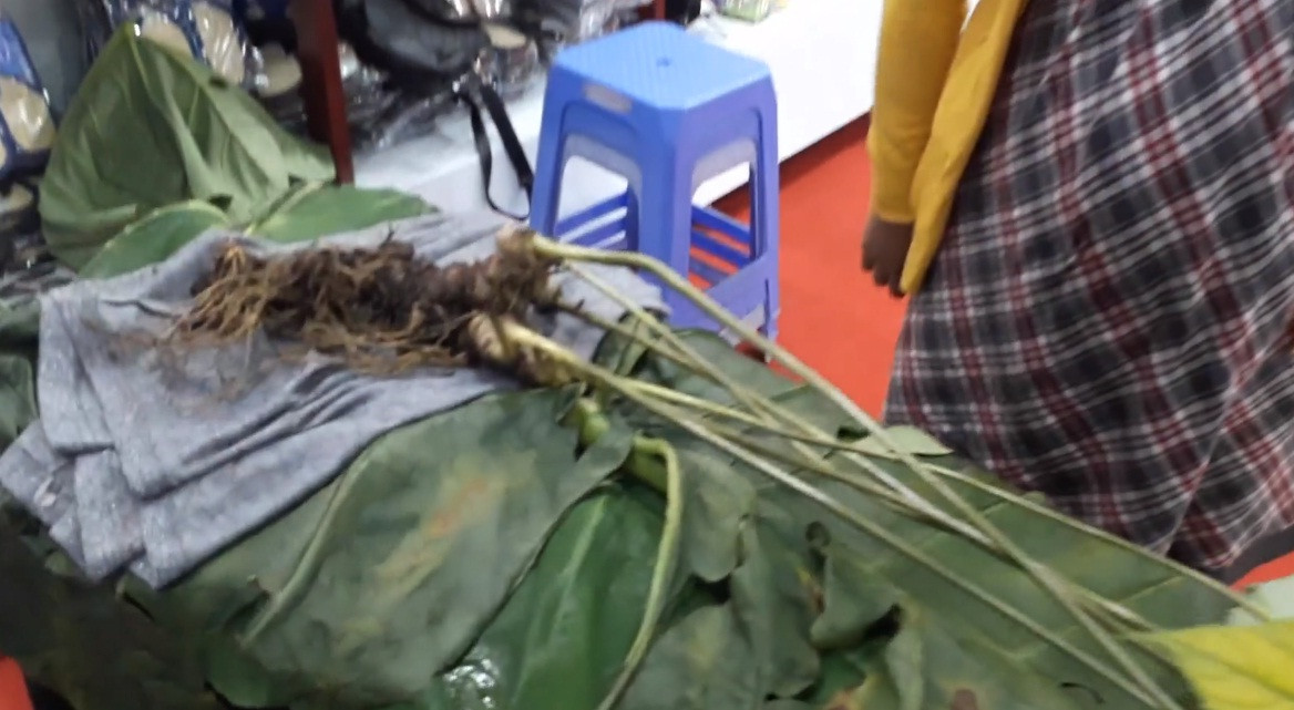 Củ sâm thứ hai nặng gần 0,8 kg, cao gần 1 m tính cả phần thân cây. Ảnh: Người lao động.