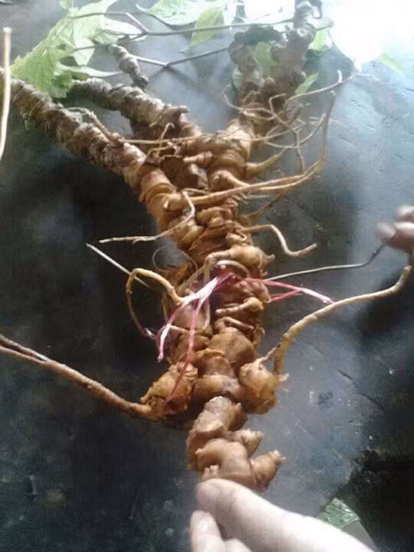 Theo thông tin trên báo Vietnamnet, củ sâm Ngọc Linh quý hiếm, nặng gần 1kg, được phát hiện ở vùng rừng núi Ngọc Linh (Quảng Nam) đã bán cho một đại gia bất động sản ở Sài Gòn với giá 250 triệu đồng. Ảnh: Vietnamnet.