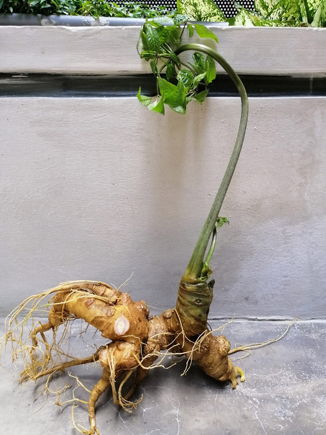 Củ có tới 6 bầu sâm lớn bé khác nhau và 2 đầu cành cùng 1 mầm chồi chuẩn bị nhú. Mỗi bầu trên thân củ tương đương với 3 năm tuổi. Ảnh: Dân Việt.