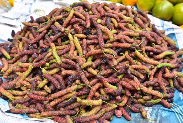 Trong điều kiện tự nhiên, dâu tằm Đài Loan có thể cho trái một năm 2 lần vào vụ xuân và thu. Ảnh: Cungcaphatgiong.