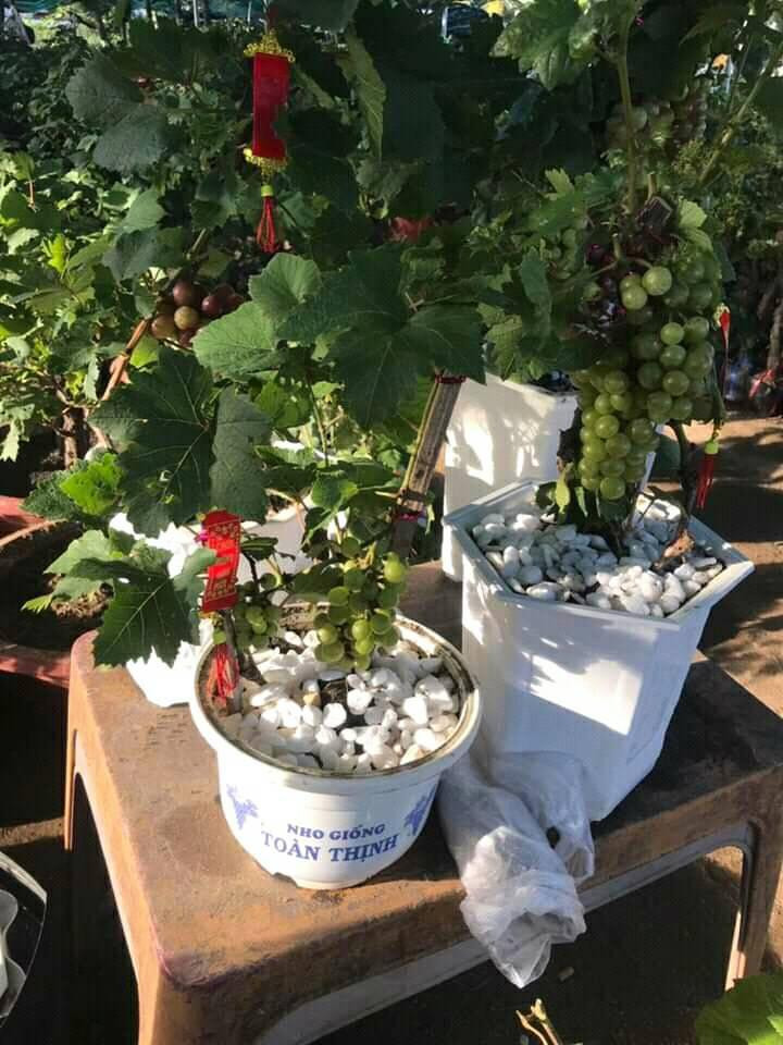 Những chậu nho kiểng dáng thấp, cao từ 50 – 80cm có thể trưng bày ở nhiều vị trí trong nhà. Ảnh: FB Hiếu Em.