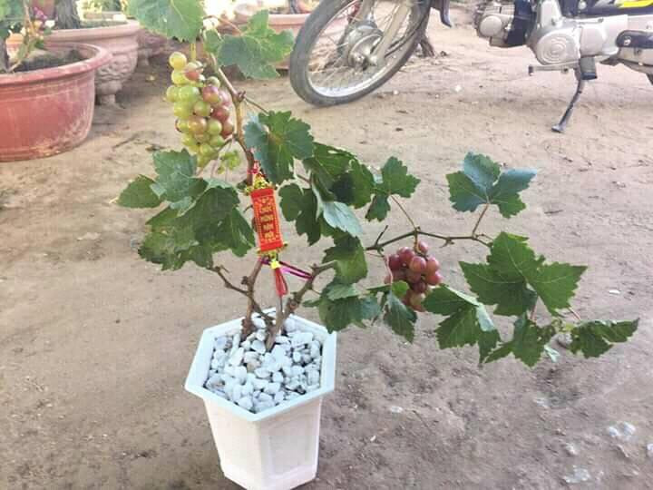 Cành lá xanh biếc là “chỗ dựa” cho các chùm nho tạo nên chậu nho kiểng chưng Tết rất đẹp mắt. Ảnh: FB Hiếu Em.
