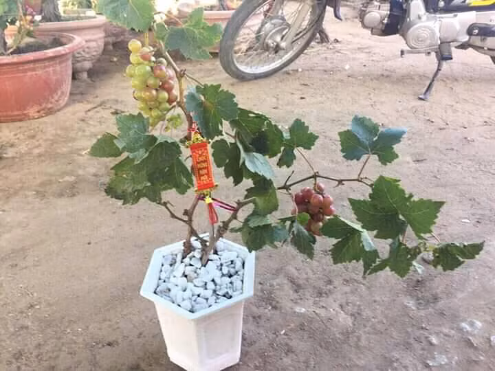 Cành lá xanh biếc là “chỗ dựa” cho các chùm nho tạo nên chậu nho kiểng chưng Tết rất đẹp mắt. Ảnh: FB Hiếu Em.