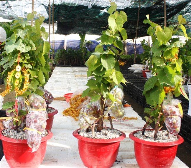 Việc chuẩn bị nho cảnh có trái được các nhà vườn thực hiện khoảng 6 tháng trước Tết. Ảnh: Phunuonline.