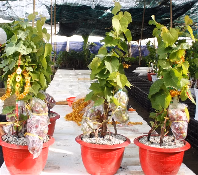 Việc chuẩn bị nho cảnh có trái được các nhà vườn thực hiện khoảng 6 tháng trước Tết. Ảnh: Phunuonline.
