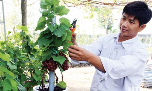 Nho kiểng được khách hàng ưa chuộng còn bởi ưu điểm quả nho sau khi chơi xong có thể ăn được. Riêng gốc nho có thể tận dụng trồng lại để lấy quả và làm bóng mát. Ảnh: Baoninhthuan.
