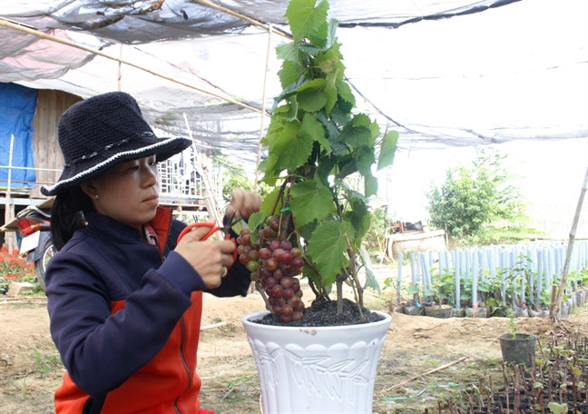Nhà vườn thường chọn những cành có trái đẹp để chiết nhánh, bó cành. Ảnh: Phunuonline.