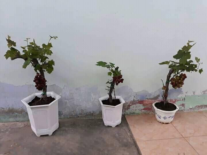 Có những chậu nho đỏ chỉ gồm một chùm cũng rất bắt mắt. Ảnh: FB Hiếu Em.