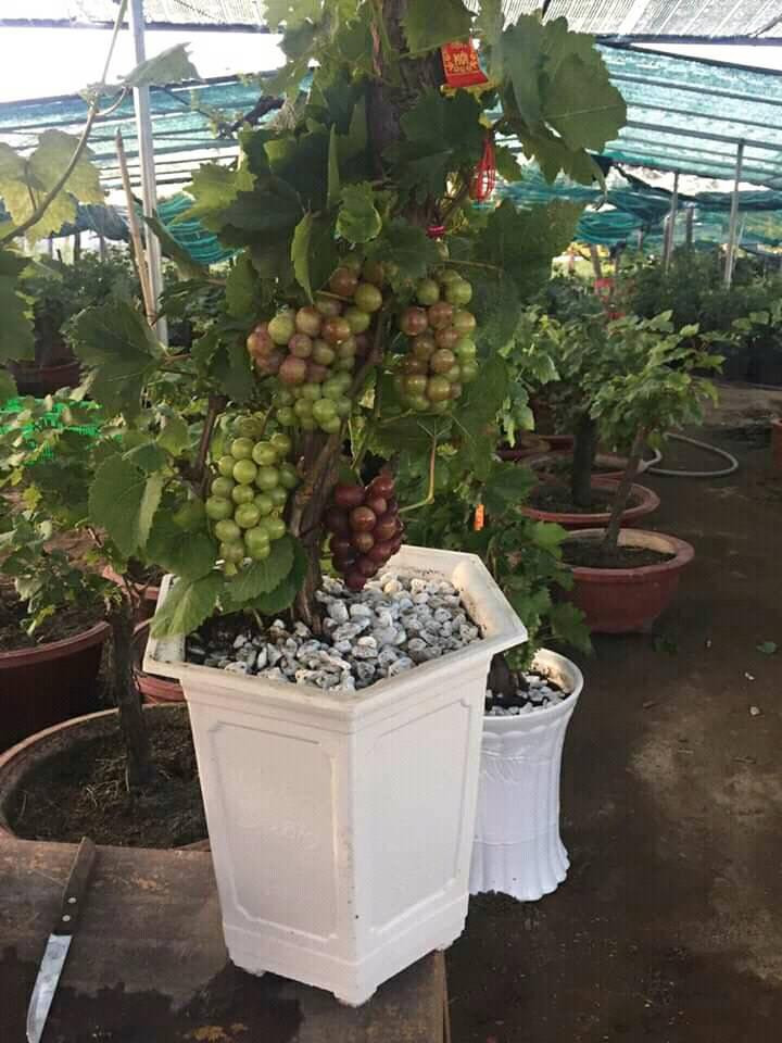 Một gốc nho kiểng có cả nho xanh và nho đỏ. Ảnh: FB Hiếu Em.
