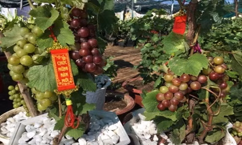 Nho kieng du mau sac tran ngap thi truong Tet