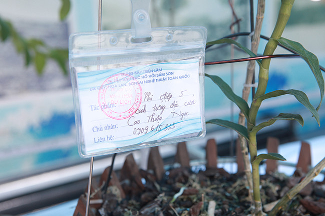 Cây cao khoảng 20cm, thân bằng chiếc đũa “khoảng vài năm nữa cây sẽ có giá trị hơn”, trưởng BTC cho biết