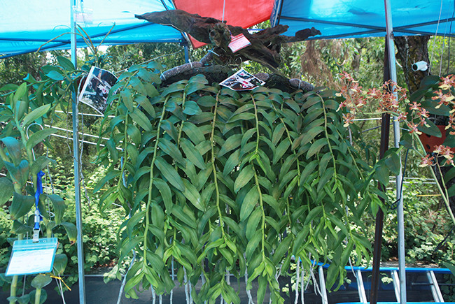 Một giò lan phi điệp đắt giá, mỗi một nhánh lan có giá tiền triệu