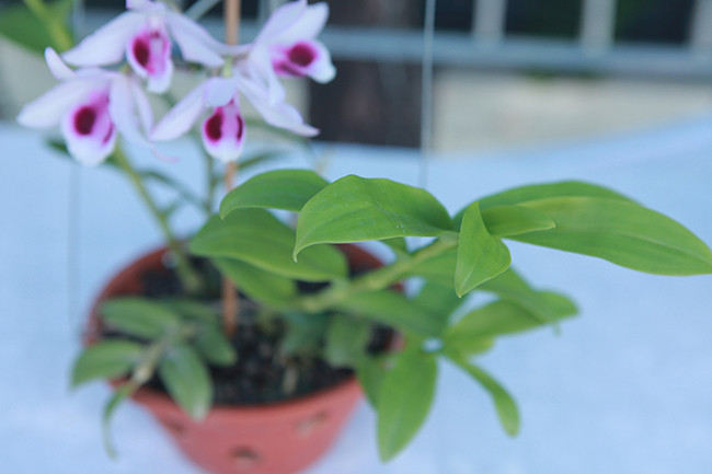 Một chậu lan đã ra hoa nhìn rất đẹp