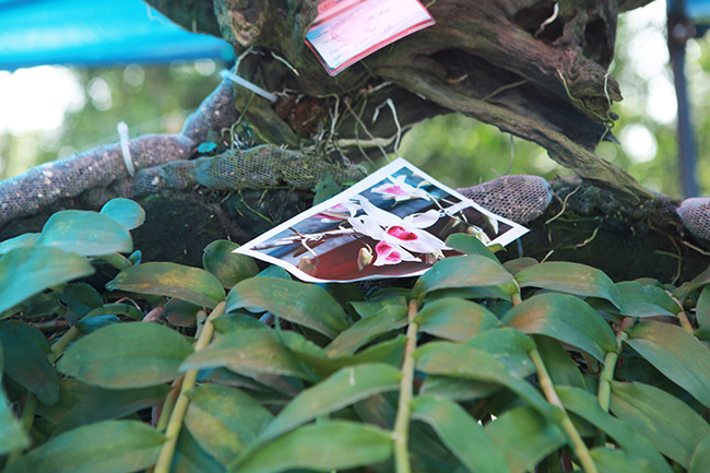 Chủ nhân thường đặt ảnh của hoa lan ở ngay trên cây cho du khách biết