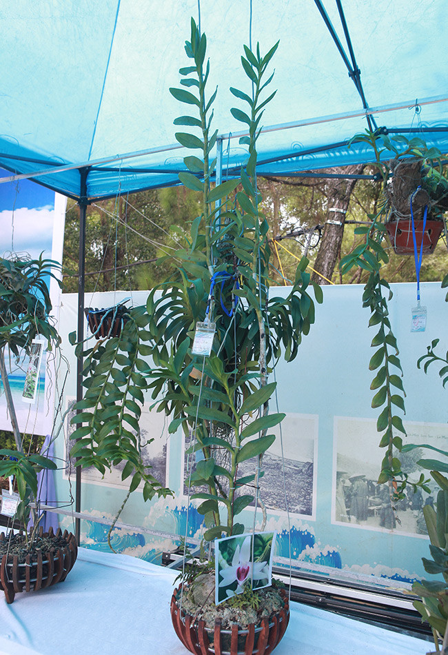 Một cây lan phi điệp có hai nhánh, cây cao khoảng hơn 1m, thân mập