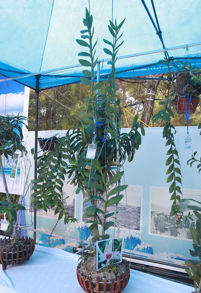 Một cây lan phi điệp có hai nhánh, cây cao khoảng hơn 1m, thân mập