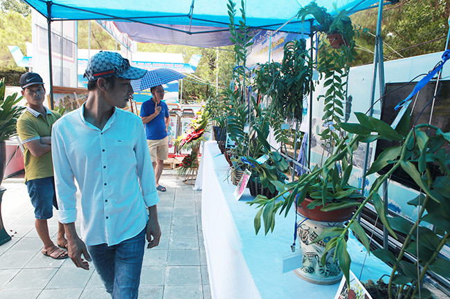 Ông Nguyễn Văn Nhân, trưởng BTC cho biết, có khoảng 100 cây hoa lan của các nhà vườn ở 15 tỉnh thành mang về tham dự trong đó nhiều cây có giá trị cao.