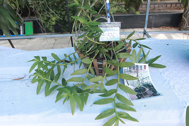 Giò lan phi điệp 5 cánh trắng họng hồng của ông Cao Ngọc Thiện