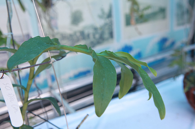 Có hàng trăm loại phi điệp 5 cánh trắng có giá từ vài trăm ngàn 1cm đến vài chục triệu 1cm. Đặc điểm của loại lan này là: có 5 cánh trắng tinh, không tỳ vết, không có bất kỳ một vết chấm, vạch nhỏ nào ngoài màu trắng trên cánh hoa.