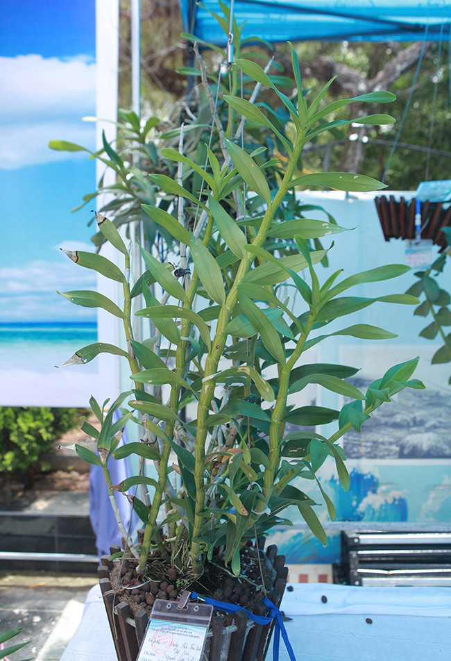 Cây lan Hoàng Thảo Thái Bình đột biến của ông Nguyễn Văn Nhân có giá vài chục triệu