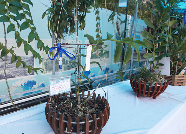 Cây lan đắt nhất tại triển lãm là cây lan phi điệp 5 cánh trắng độc cước của ông Cao Ngọc Thiện có giá 500 triệu đồng, ông Nhân nói.