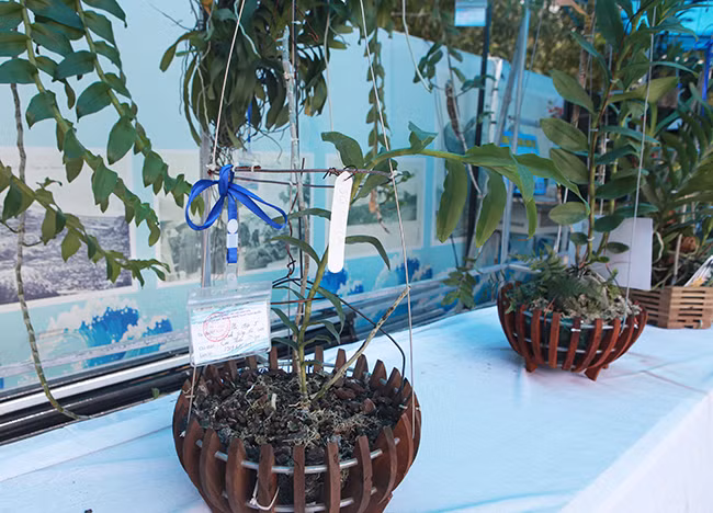 Cây lan đắt nhất tại triển lãm là cây lan phi điệp 5 cánh trắng độc cước của ông Cao Ngọc Thiện có giá 500 triệu đồng, ông Nhân nói.