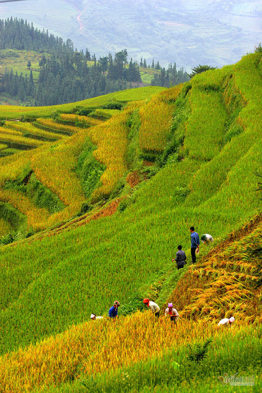 Mua lua chin Tay Bac moi nam chi co 1 lan o Viet Nam-Hinh-11