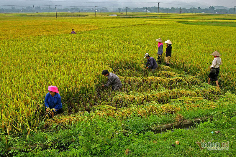 Mua lua chin Tay Bac moi nam chi co 1 lan o Viet Nam-Hinh-12