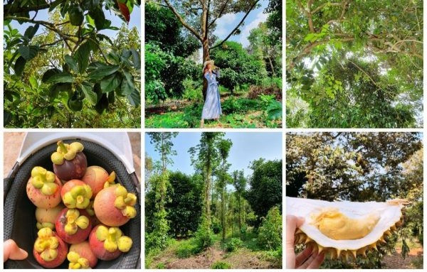 Ngoài khu vườn ở Đà Lạt, Lý Nhã Kỳ còn sở hữu một vườn cây ăn trái rộng 1 hecta ở tỉnh Bà Rịa - Vũng Tàu, trồng nhiều loại như sầu riêng, măng cụt, chôm chôm Thái Lan, bơ, mít..