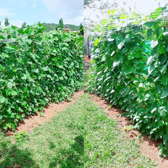 Tại đây, Lý Nhã Kỳ trồng các loại rau quả như súp lơ, atiso, cải thảo, rau xà lách, bí ngòi, bơ, dâu tây và nuôi gà.