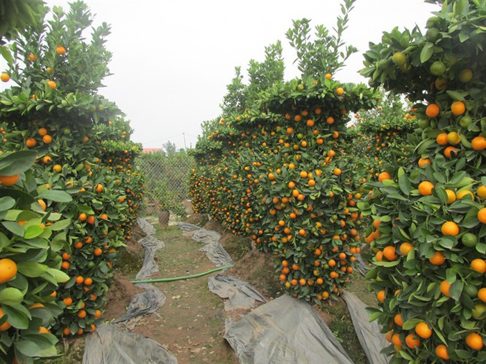 Đến thời điểm này, phần lớn các nhà vườn quất cảnh đều đã có thương lái nhận thu mua. Ảnh: Nongnghiep.