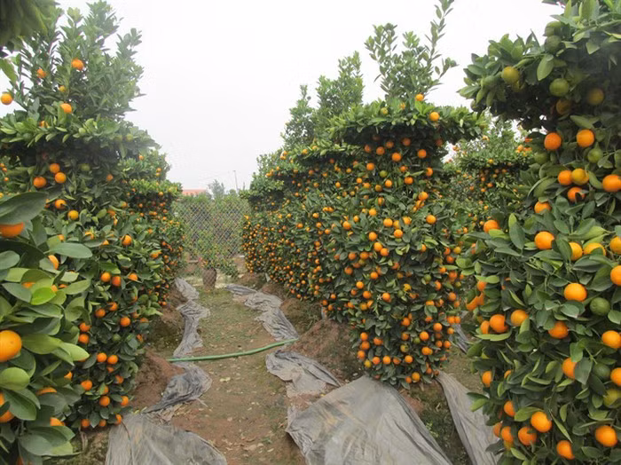 Đến thời điểm này, phần lớn các nhà vườn quất cảnh đều đã có thương lái nhận thu mua. Ảnh: Nongnghiep.