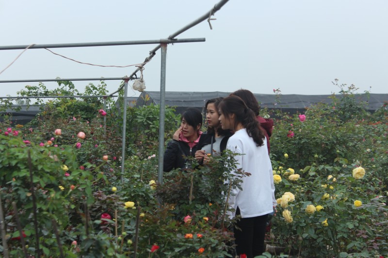 Nhiều bạn trẻ cũng tìm đến làng hoa Phụng Công để chọn chậu cây ưng ý. Ảnh: Laodongthudo.
