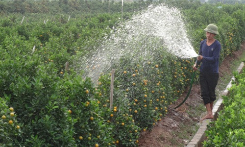 Các chủ vườn cần mẫn với công việc chăm sóc giai đoạn cuối. Ảnh: Phapluatplus.