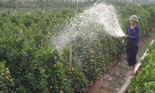 Các chủ vườn cần mẫn với công việc chăm sóc giai đoạn cuối. Ảnh: Phapluatplus.