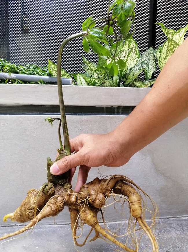 Theo đánh giá của những người am tường về sâm Ngọc Linh, mỗi bầu trên thân củ tương đương với 3 năm tuổi.