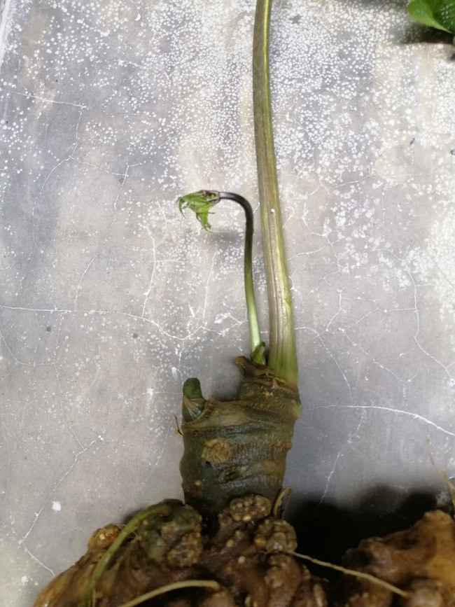 Củ sâm có trọng lượng tới 450gr.