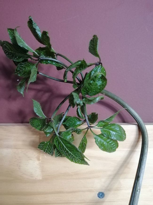 Thân và lá của sâm vẫn được người trồng và người mua bảo quản nguyên vẹn.